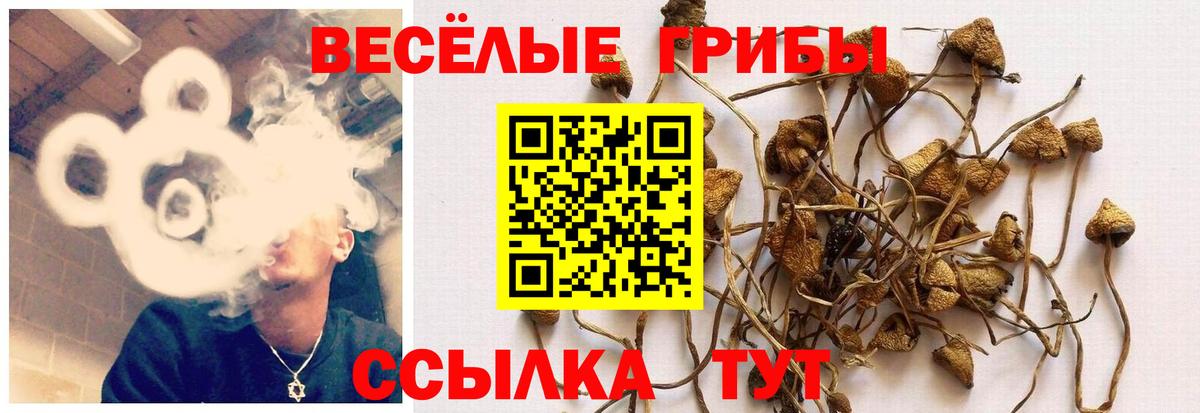 Галлюциногенные грибы мицелий  Вход с VPN  купить наркотик  Саров 